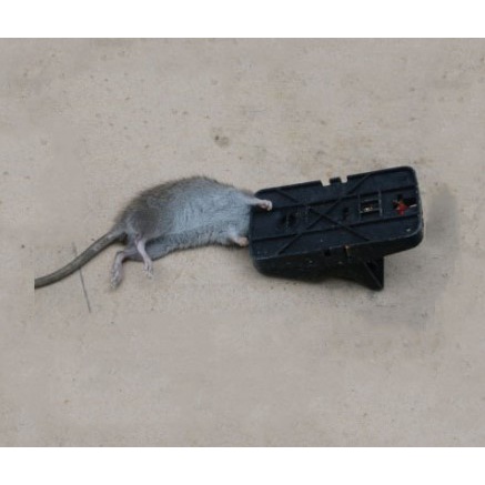 Jebakan Perangkap Tikus Kandang Perangkap Tikus JONY CAT