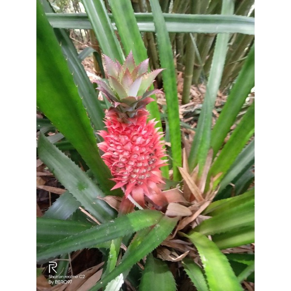 nanas merah atau nanas hutan nanas sabrang per buah masih muda