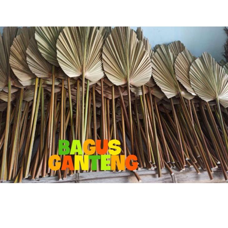 ゃ DAUN PALEM/DAUN PALM KERING/Daun Palem kering/Daun kering dekorasi/Palem/Dekorasi/Bunga kering SK8