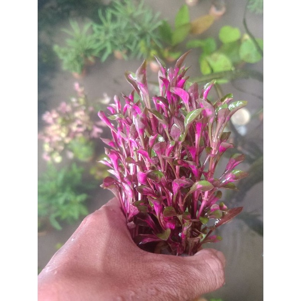 tricolour red aquascape plus mos