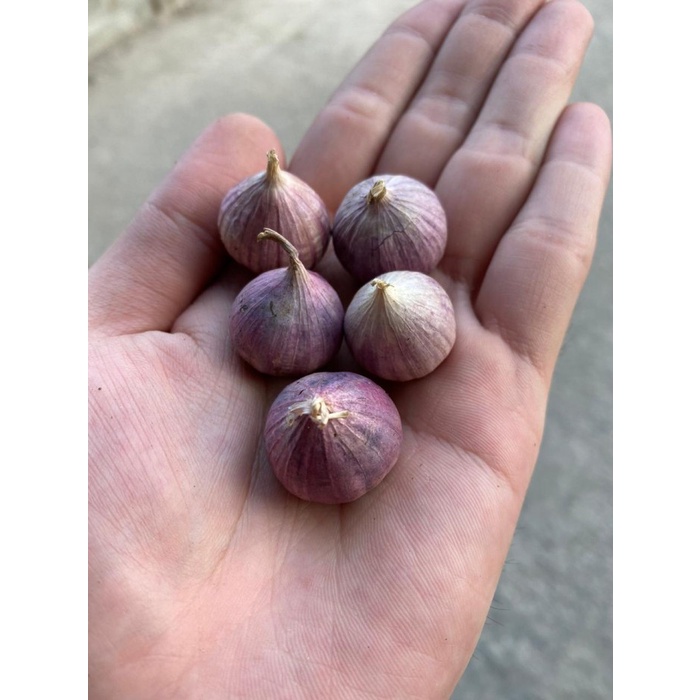 Bawang putih tunggal jumbo 1kg