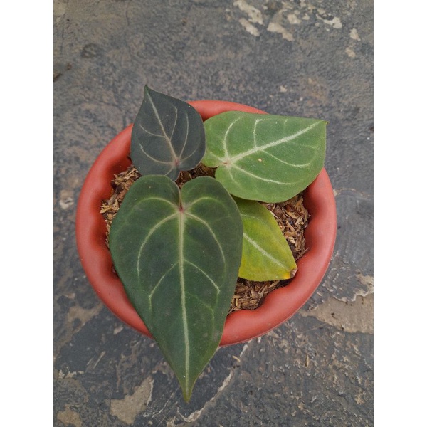 anthurium red crystallinum hybrid