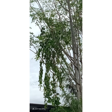 

1kg daun segar benalu kelor