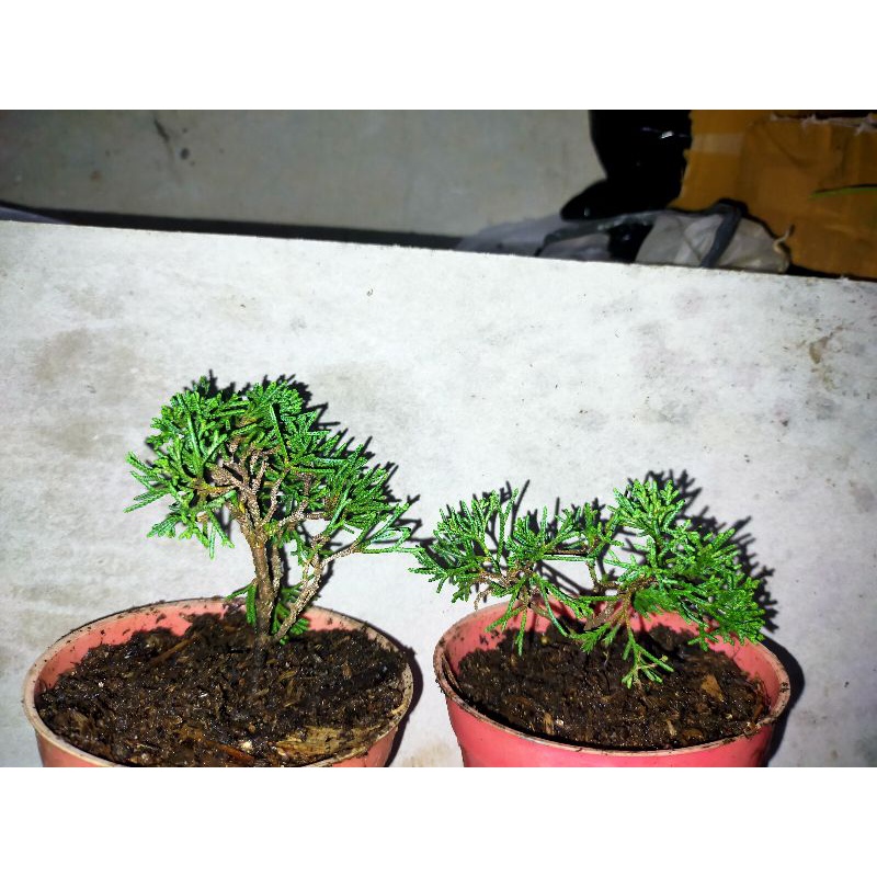 Bahan Bonsai Cemara Sargenti Pingpong Kecil/ Kishu