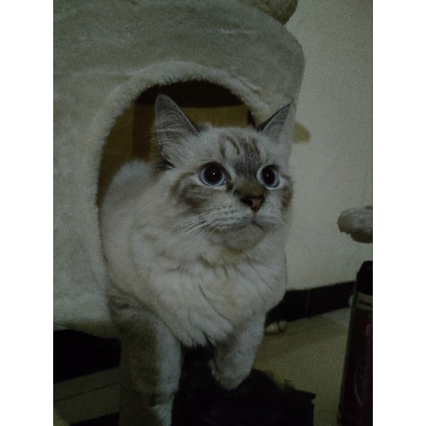 kucing munchkin & persia