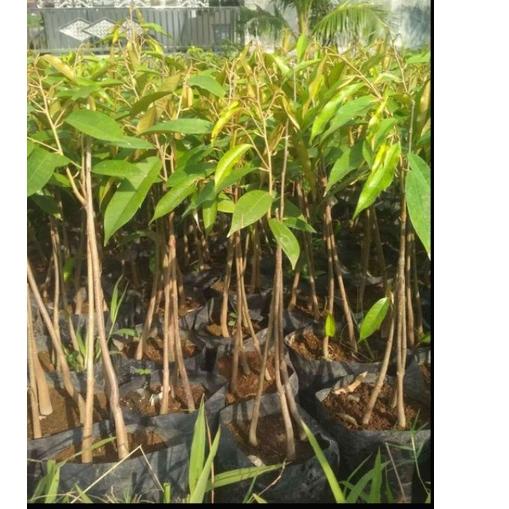 Rekomendasi Bibit durian montong k 3 okulasi