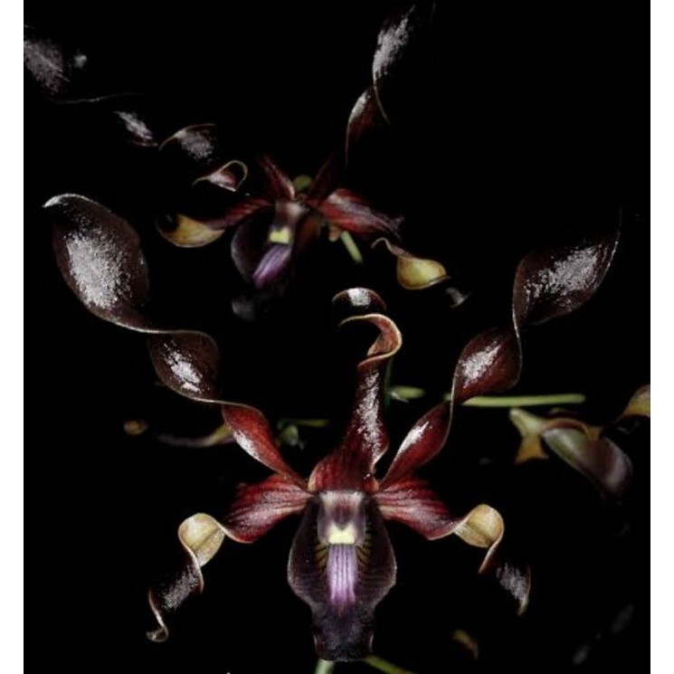 Dendrobium Black Panther