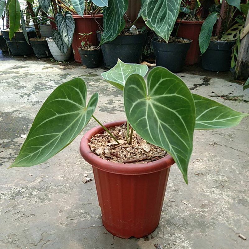 anthurium magnificum hybrid