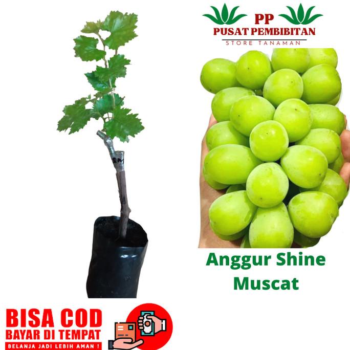 BIBIT ANGGUR IMPORT SHINE MUSCAT || TANAMAN ANGGUR SHINE MUSCAT EE22