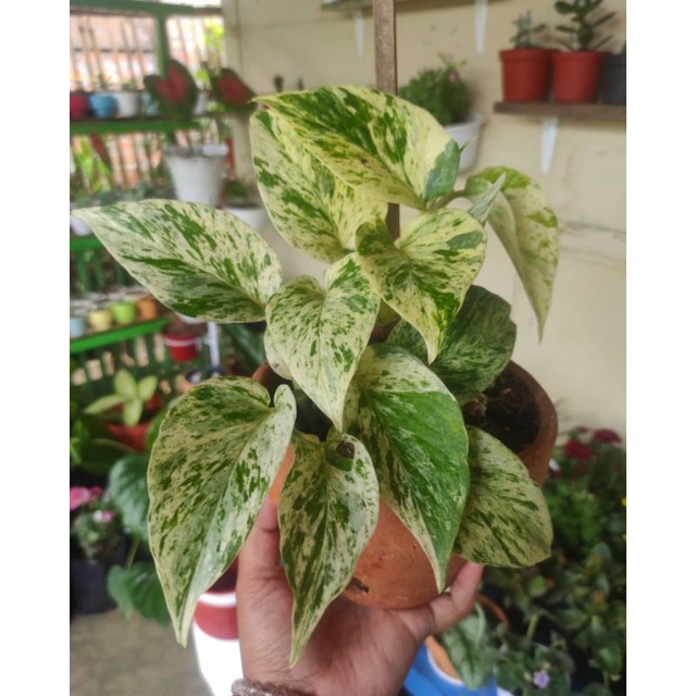 Tanaman hias gantung srigading varigata -(bunga gantung hidup-tanaman hidup-bunga hidup murah)