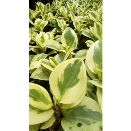 peperomia varigata