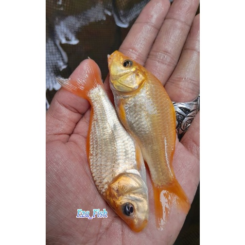 bibit ikan mas konsumsi warna/merah 7-8cm