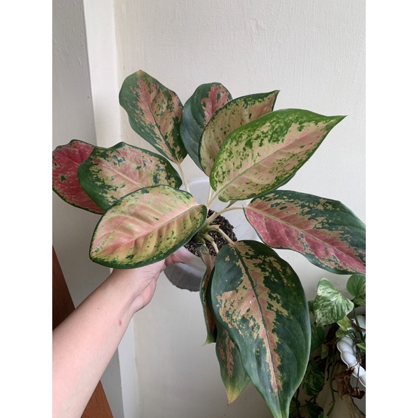 Aglonema Kochin Tembaga Indukan