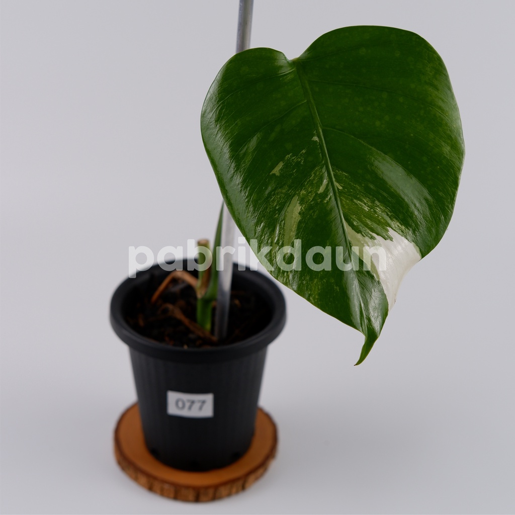 REAL PIC #77 Monstera Variegata Marble | Monvar Albo Varigata