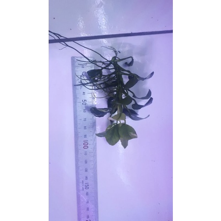 Anubias Panda MP