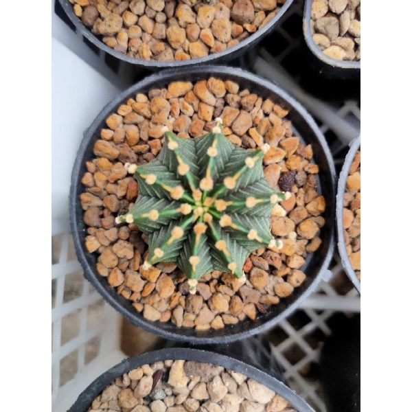 Kaktus Gymnocalycium LB 2178 & Vos 014a (original)