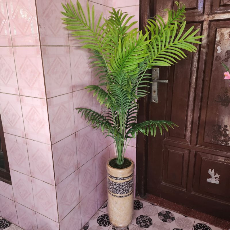 Pohon Palm Pakis Tinggi 1,25 METER ( Tanpa Pot )