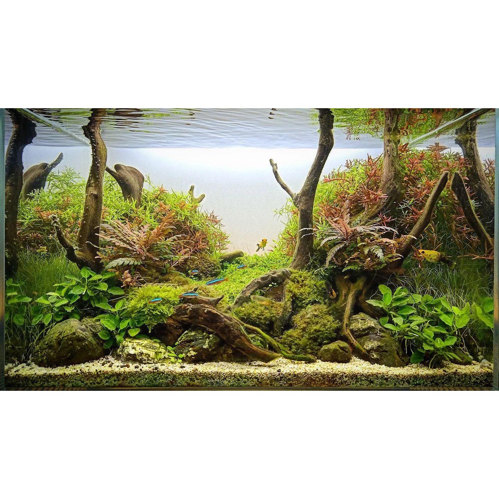 Nickz aquascape natural moss 60 cm fullset