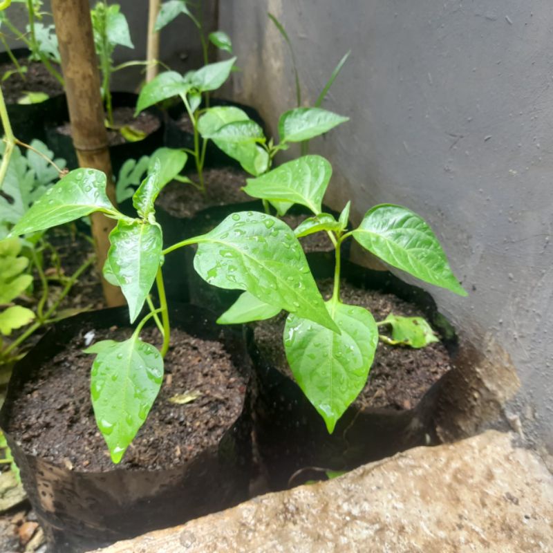 Pohon Cabe Rawit Setan F1