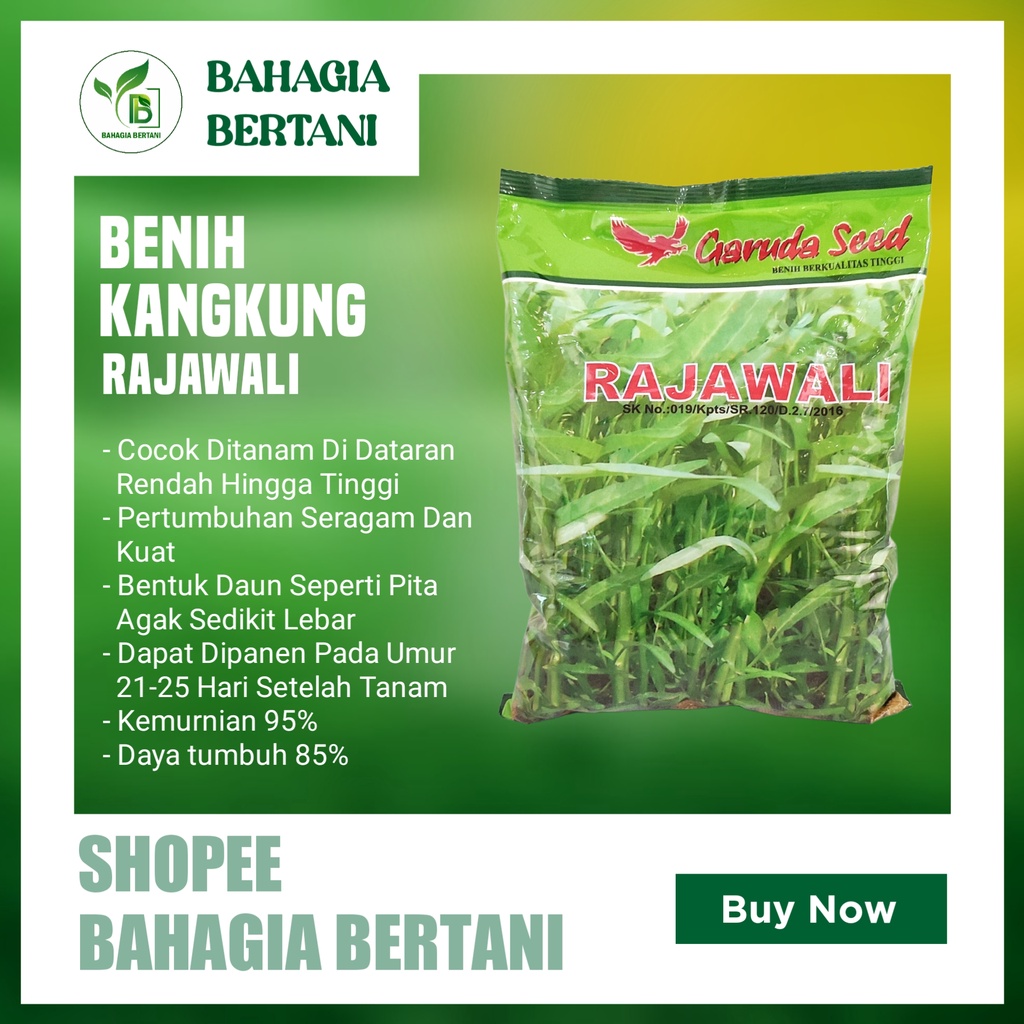 BENIH BIBIT KANGKUNG RAJAWALI 1 KG