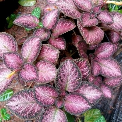 Tanaman Hias Gantung- Bunga Episcia Strawberry Peach/ episcia merah FF11
