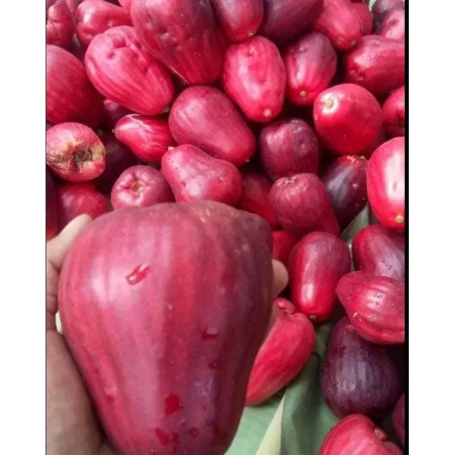 

jambu merah