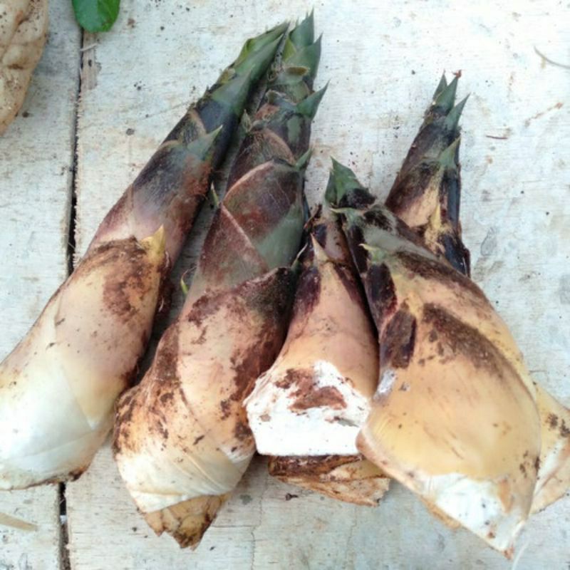 

Rebung bambu sayuran segar 1 kg