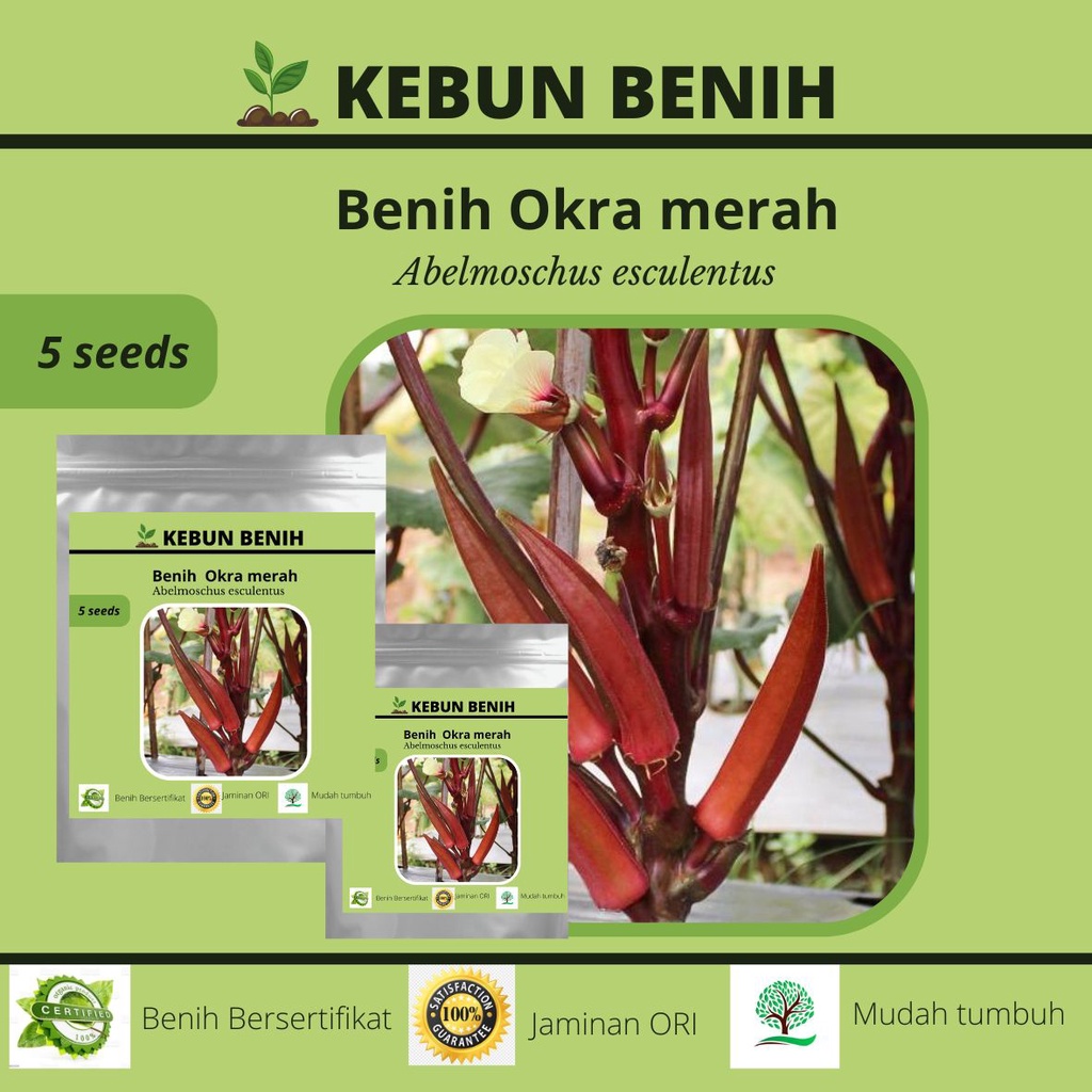 5 Benih Tanaman Okra Merah Kualitas Unggul