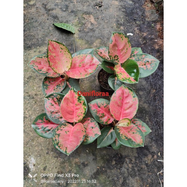 Aglonema Kochin Brownis