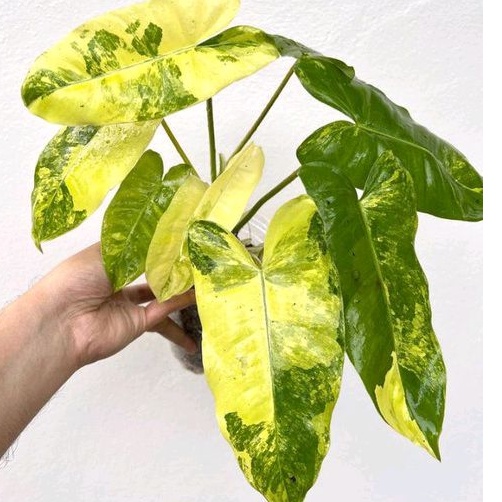 Tanaman hias varigata / Philo Burlemax varigata kuning/ tanaman varigata kuning