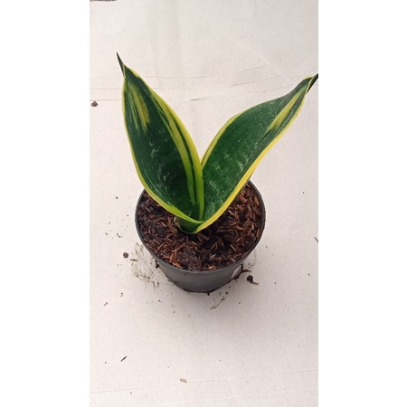 sansevieria gold flame