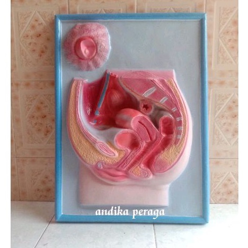 

pinggul perempuan alat peraga pendidikan penampang pinggul perempuan