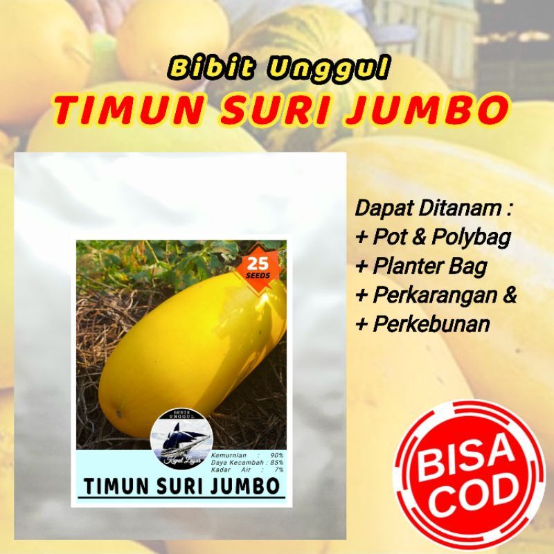 BENIH TIMUN SURI JUMBO