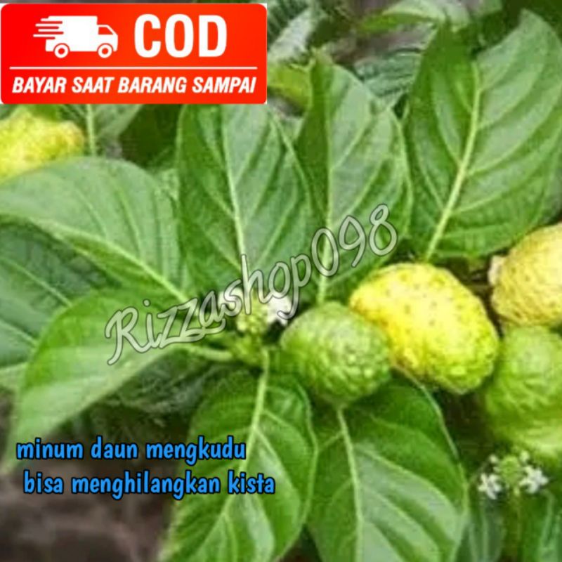 

DAUN MENGKUDU/DAUN PACE SEGAR KEMASAN 40 LEMBAR