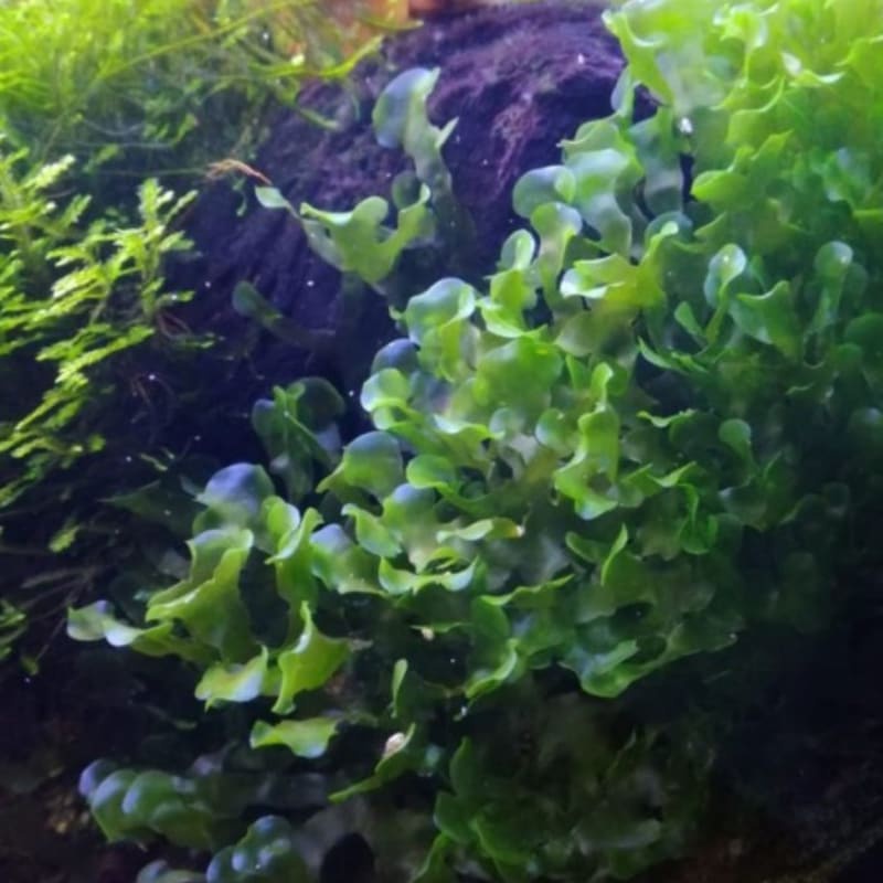 Pelia Moss | Lumut Wabikusa | Aquatic Plants Aquascape Rumput Air Hias