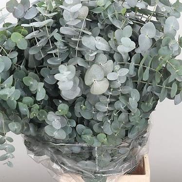 Daun Eucalyptus Segar Silver Dollar Import per batang