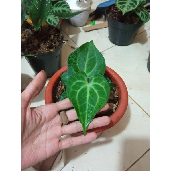anthurium king clarinervium