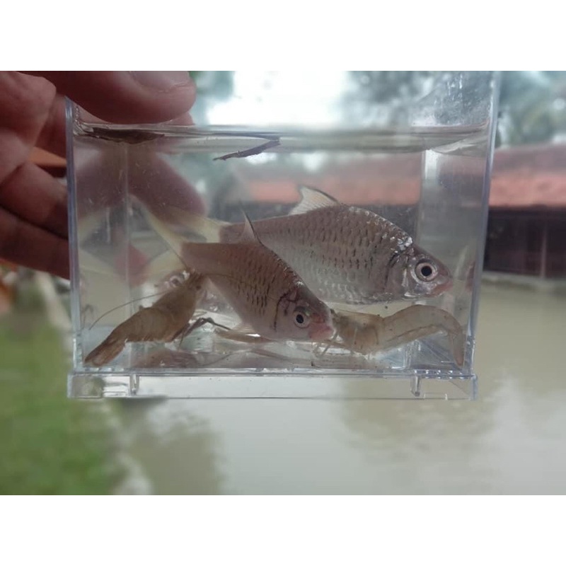 ikan kepek hias aquarium keprek wader ikan sungai arus deras