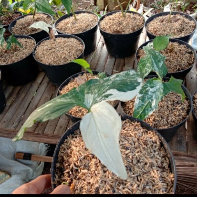 tanaman hias sygonium varigata plus pot