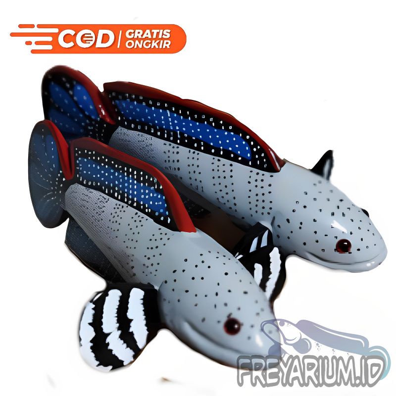 WAYANG CHANNA STEWARTI MAINAN IKAN