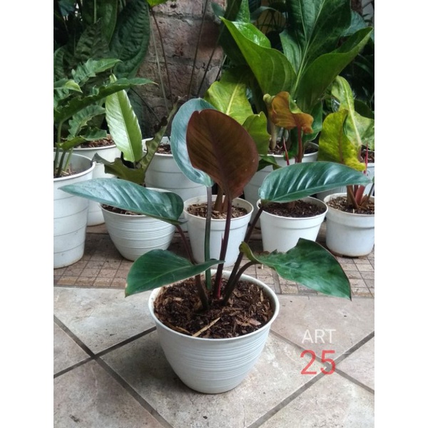 Jual Philodendron Red Congo Philo Rojo Kongo Real Picture Shopee