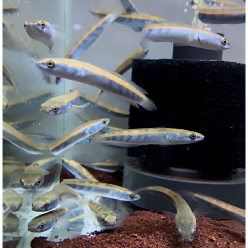 (GARANSI) paket 10 ekor chana maru yellow sentarum