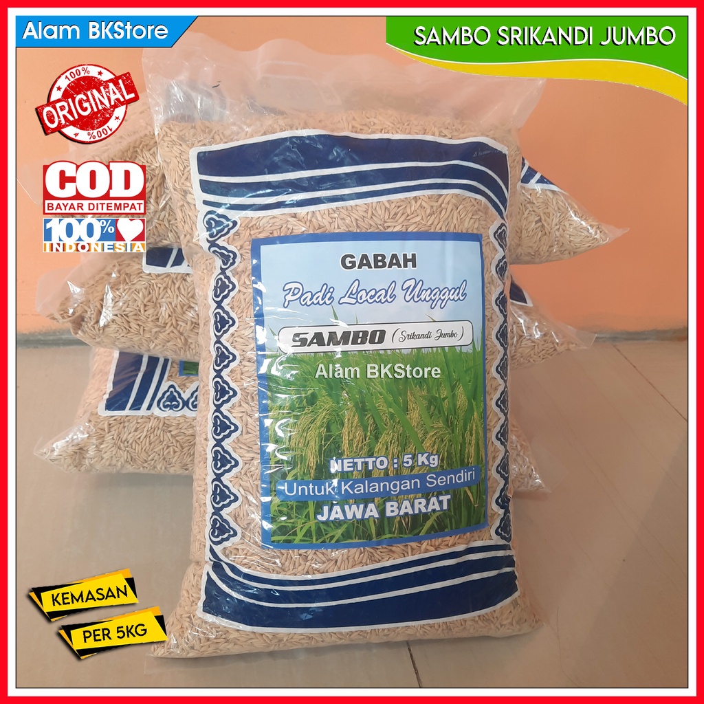 Jual Benih Padi Unggul Srikandi Jumbo Sambo Benih Gabah Srikandi