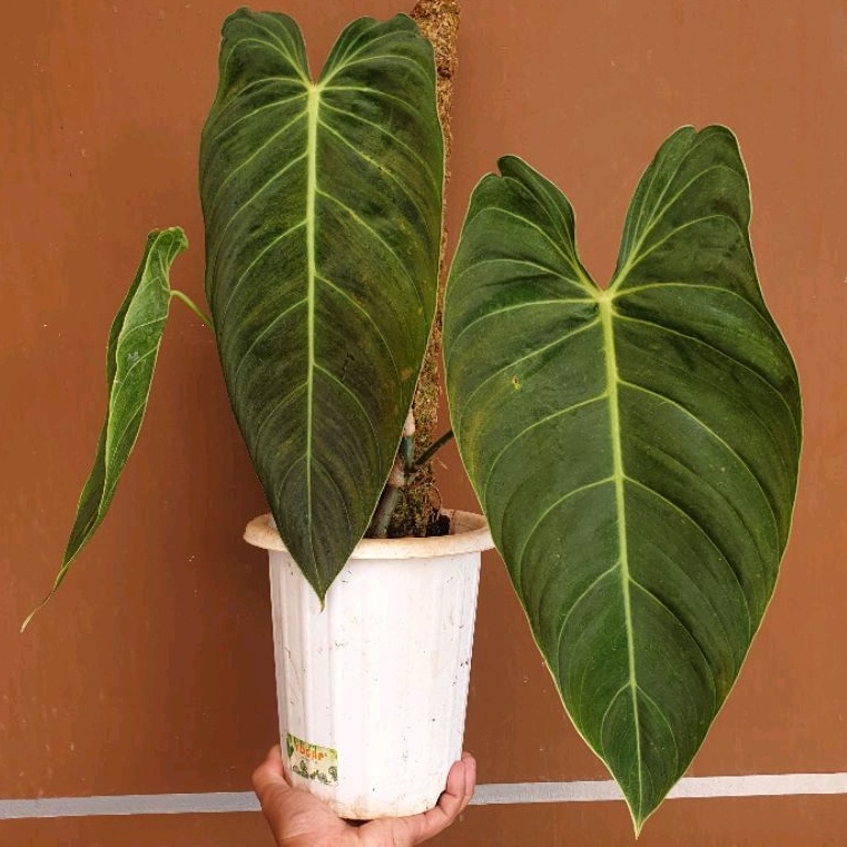 Philodendron Melanocrysum Narrow Form