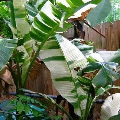 bibit bonggol pisang varigata