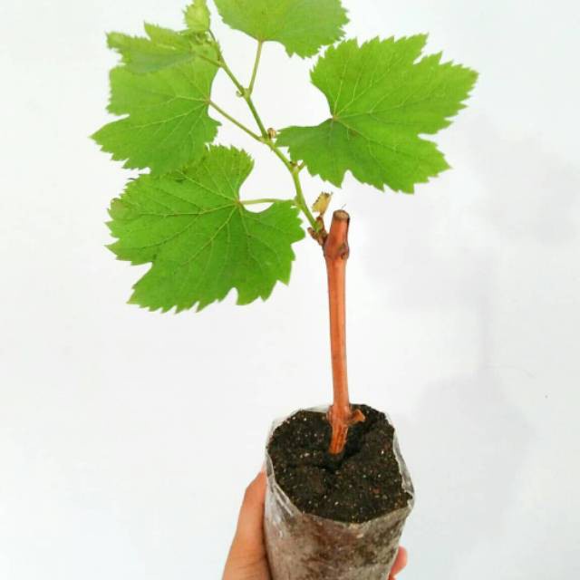 Terlaris KWALITAS TERBAIK Bibit tanaman anggur merah - pohon buah anggur merah - tanaman berbuah