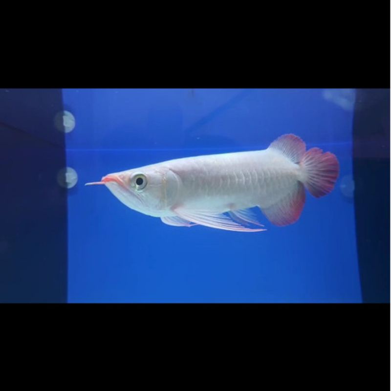 arowana super red SR
