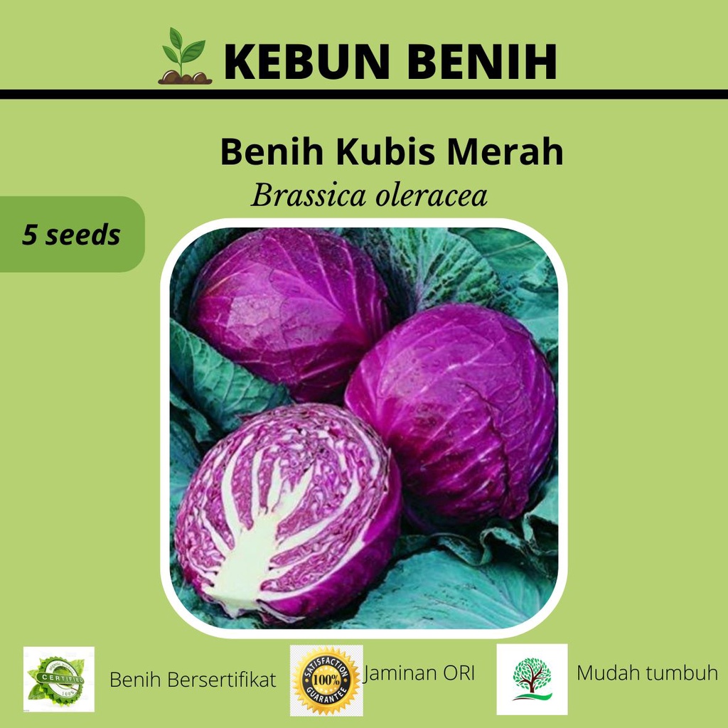 5 Benih Kubis Ungu/ Benih Kubis Merah RUBY PERFECTION F1 Kualitas Unggul