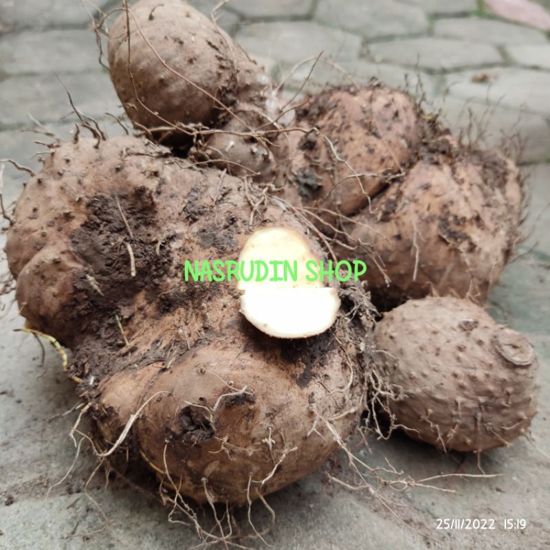 

[Fresh] GADUNG UMBI GADUNG MENTEGA KUNING 1KG SEGAR DARI KEBON