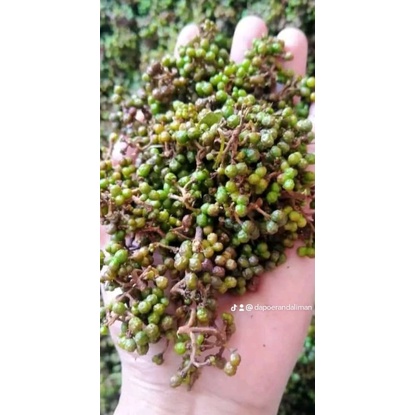 

Andaliman Parsoburan 1kg